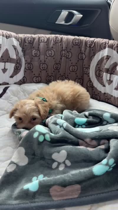 Teddy, a male Maltipoo for sale in Dallas, TX – 8 of 9
