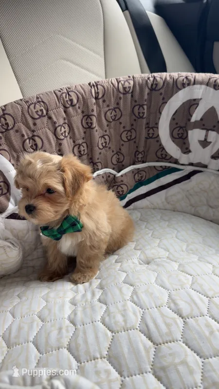 Tiny Teddy – Maltipoo puppy for sale in Dallas, TX