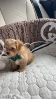 Teddy, a male Maltipoo for sale in Dallas, TX – 1 of 9