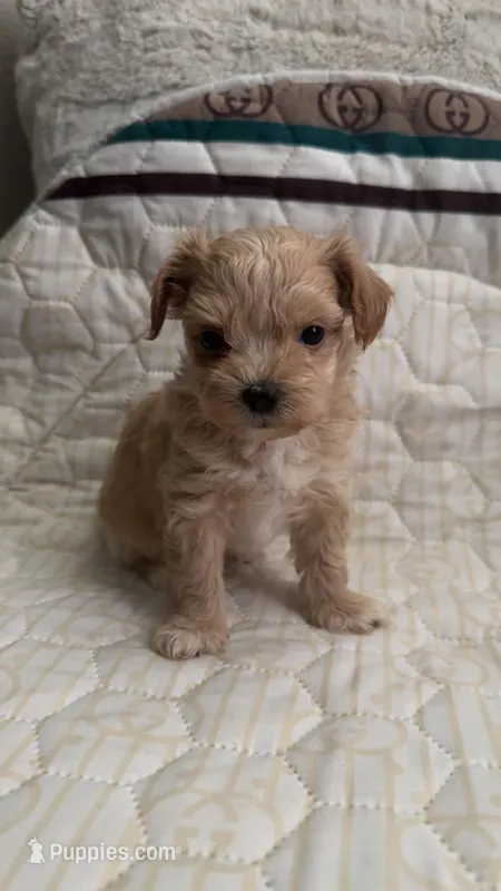 Maltipoo Male  – Maltipoo puppy for sale in Dallas, TX