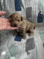 Maltipoo Male, a male Maltipoo for sale in Dallas, TX – Photo 4 of 5