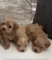 Maltipoo Male pet only, a male Maltipoo for sale in Dallas, TX – Photo 4 of 8