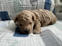 Maltipoo Male, a male Maltipoo for sale in Dallas, TX – Photo 2 of 5