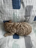 Maltipoo Male, a male Maltipoo for sale in Dallas, TX – Photo 5 of 5