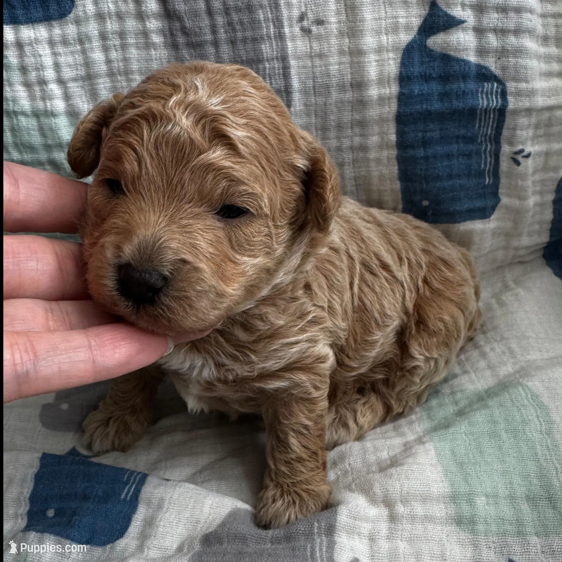 Maltipoo Male, a male Maltipoo for sale in Dallas, TX – Photo 1 of 5