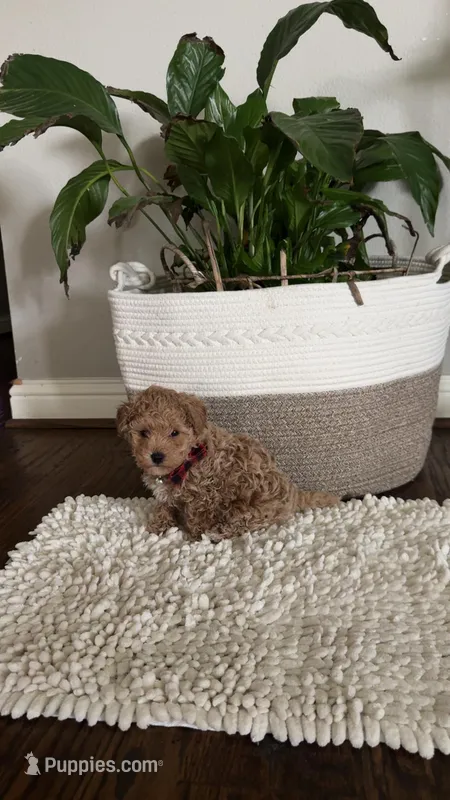 Maltipoo Male – Maltipoo puppy for sale in Dallas, TX
