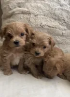 Maltipoo Male pet only, a male Maltipoo for sale in Dallas, TX – Photo 5 of 8