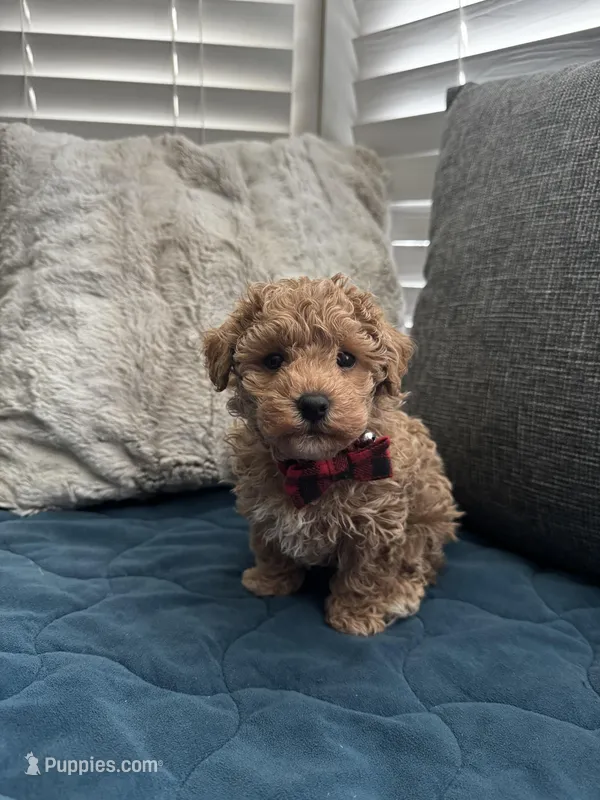 Maltipoo Male – Maltipoo puppy for sale in Dallas, TX