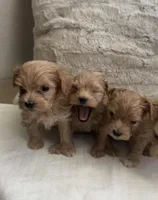 Maltipoo Male pet only, a male Maltipoo for sale in Dallas, TX – Photo 6 of 8