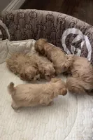 Maltipoo Male pet only, a male Maltipoo for sale in Dallas, TX – Photo 8 of 8