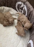 Maltipoo Male pet only, a male Maltipoo for sale in Dallas, TX – Photo 7 of 8