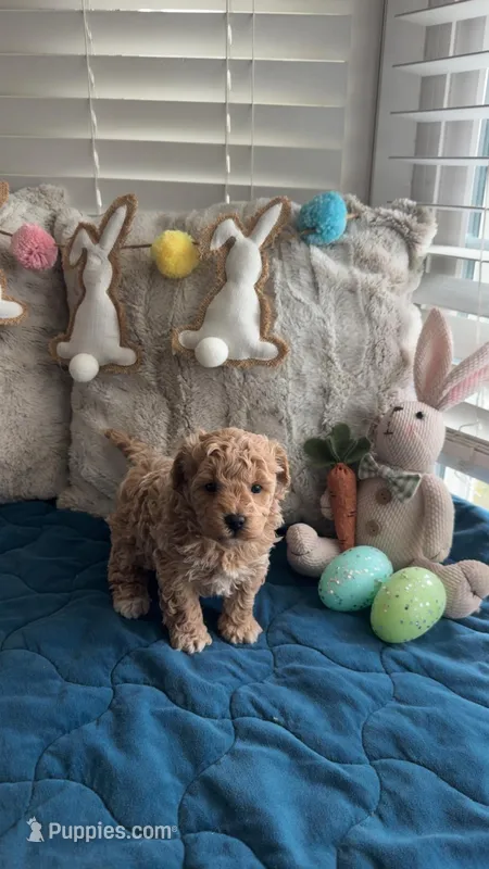 Maltipoo Male – Maltipoo puppy for sale in Dallas, TX