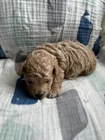 Maltipoo Male, a male Maltipoo for sale in Dallas, TX – Photo 3 of 5