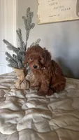 Micromini Goldendoodle , a male Poodle - Toy  and Miniature Goldendoodle for sale in Dallas, TX – 5 of 5