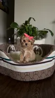 Maltipoo pet only, a female Maltipoo for sale in Dallas, TX – 3 of 10