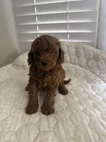 Micromini Goldendoodle , a male Miniature Goldendoodle for sale in Dallas, TX – 3 of 3