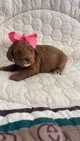 Micromini Goldendoodle Pink, a female Miniature Goldendoodle for sale in Dallas, TX – 2 of 2