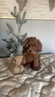 Micromini Goldendoodle , a male Poodle - Toy  and Miniature Goldendoodle for sale in Dallas, TX – 4 of 5