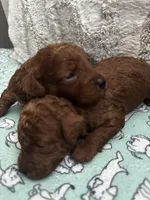 AKC Pet-only Red Toy poodle, a female Poodle - Toy  for sale in Dallas, TX – Photo 4 of 5