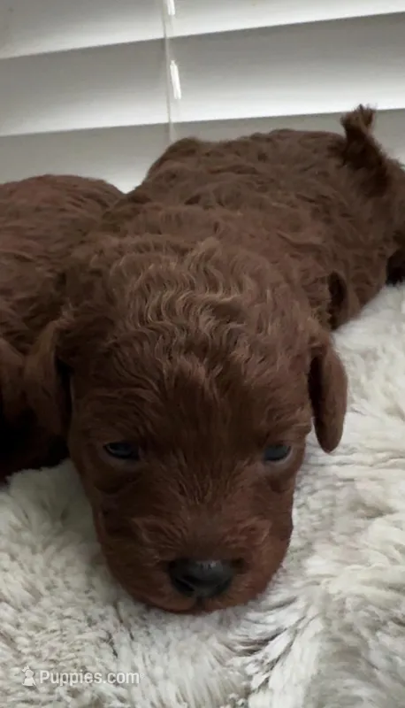 AKC Pet-only Red Toy poodle – Poodle - Toy  puppy for sale in Dallas, TX