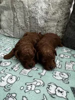 AKC Pet-only Red Toy poodle, a female Poodle - Toy  for sale in Dallas, TX – Photo 3 of 5