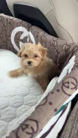Teddy, a male Maltipoo for sale in Dallas, TX – 2 of 9