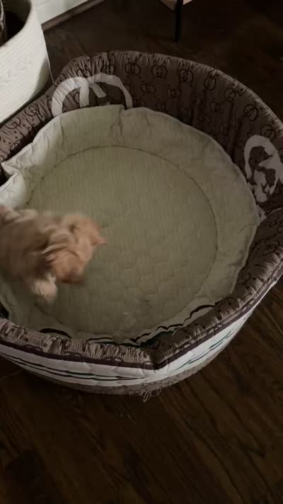 Maltipoo pet only, a female Maltipoo for sale in Dallas, TX – 9 of 10