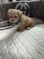 Teddy, a male Maltipoo for sale in Dallas, TX – 6 of 9