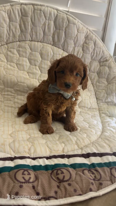 Micromini Goldendoodle  – Miniature Goldendoodle puppy for sale in Dallas, TX