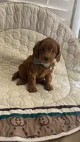 Micromini Goldendoodle , a male Miniature Goldendoodle for sale in Dallas, TX – 1 of 3