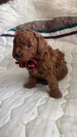 AKC-Pet only Deep red Toy Poodle, a male Poodle - Toy  for sale in Dallas, TX – 3 of 3