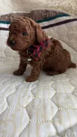 AKC-Pet only Deep red Toy Poodle, a male Poodle - Toy  for sale in Dallas, TX – 2 of 3