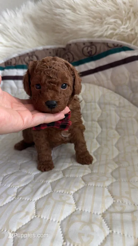 AKC-Pet only Deep red Toy Poodle – Poodle - Toy  puppy on hold in Dallas, TX