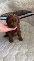 AKC-Pet only Deep red Toy Poodle, a male Poodle - Toy  for sale in Dallas, TX – 1 of 3