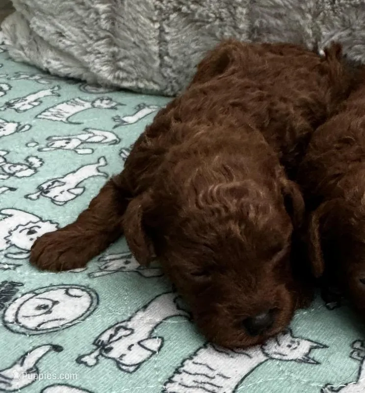 AKC-Pet only Deep red Toy Poodle – Poodle - Toy  puppy for sale in Dallas, TX