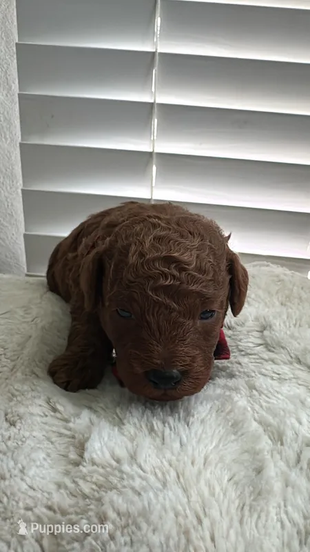 AKC-Pet only Deep red Toy Poodle – Poodle - Toy  puppy for sale in Dallas, TX