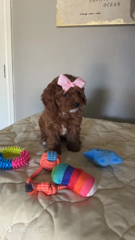 Micromini Goldendoodle Pink – Miniature Goldendoodle puppy for sale in Dallas, TX