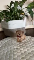 Male Maltipoo Ready, a male Maltipoo for sale in Dallas, TX – 3 of 4