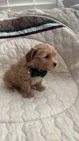 Male Maltipoo, a male Maltipoo for sale in Dallas, TX – 4 of 5