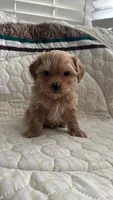 Male Maltipoo, a male Maltipoo for sale in Dallas, TX – 3 of 5