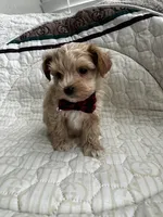 Male Maltipoo, a male Maltipoo for sale in Dallas, TX – 5 of 5