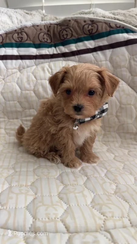 Male Maltipoo Ready – Maltipoo puppy for sale in Dallas, TX