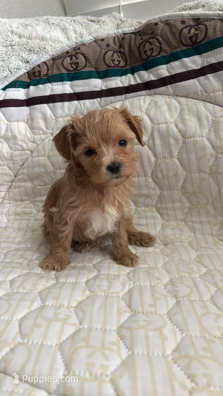 Male Maltipoo – Maltipoo puppy for sale in Dallas, TX