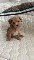 Male Maltipoo, a male Maltipoo for sale in Dallas, TX – 1 of 5