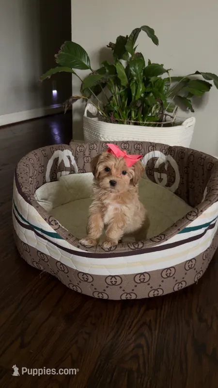 Maltipoo pet only – Maltipoo puppy for sale in Dallas, TX