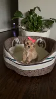 Maltipoo pet only, a female Maltipoo for sale in Dallas, TX – 1 of 10