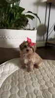 Maltipoo pet only, a female Maltipoo for sale in Dallas, TX – 6 of 10