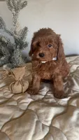 Micromini Goldendoodle , a male Poodle - Toy  and Miniature Goldendoodle for sale in Dallas, TX – 2 of 5