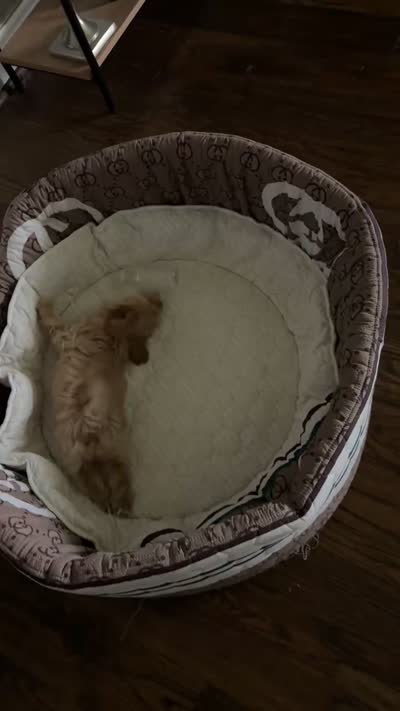 Maltipoo pet only, a female Maltipoo for sale in Dallas, TX – 10 of 10