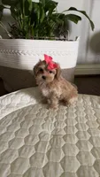 Maltipoo pet only, a female Maltipoo for sale in Dallas, TX – 7 of 10